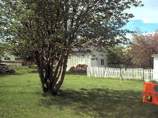 Backyard